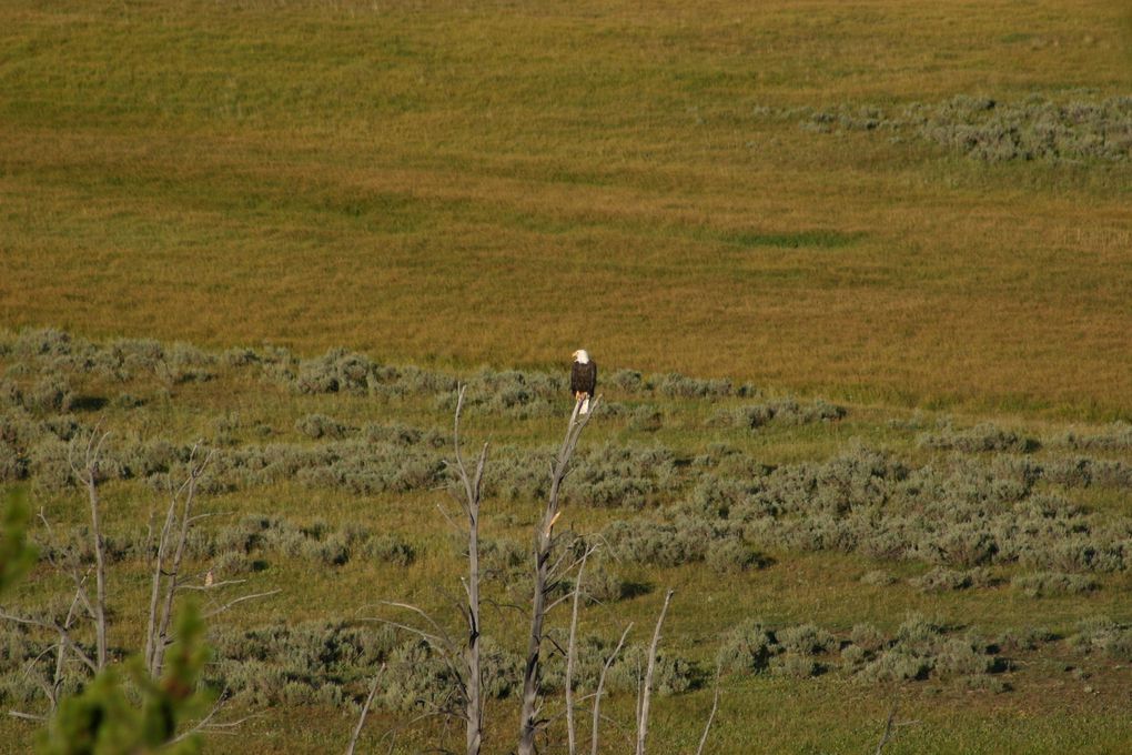 Album - Yellowstone NP, 2004