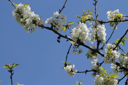 Sakura, sakura