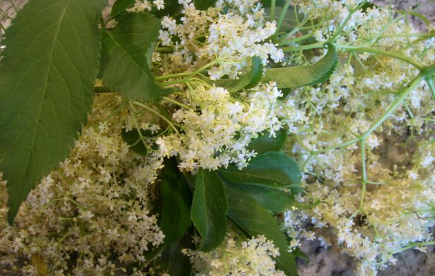 Sirop de fleurs de sureau