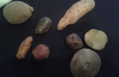 Meine diesjährigen Kartoffelsorten