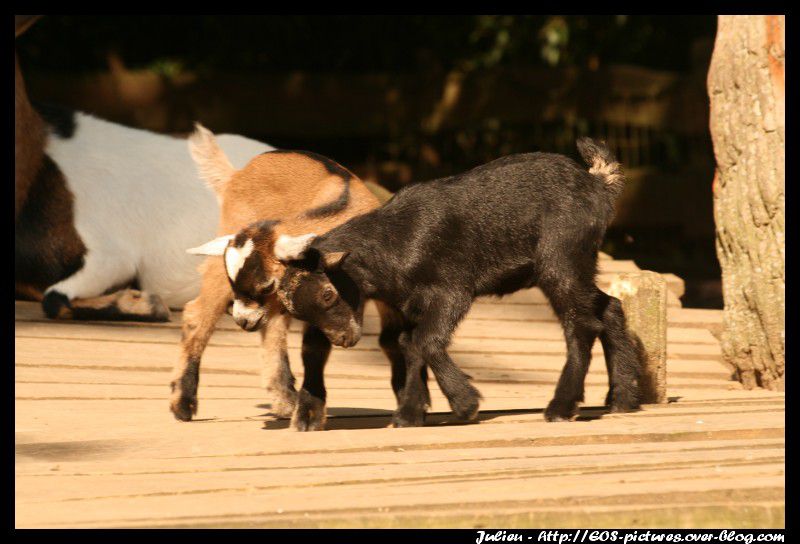 Photos du parc zoologique d'Amnéville prises durant l'année 2009.