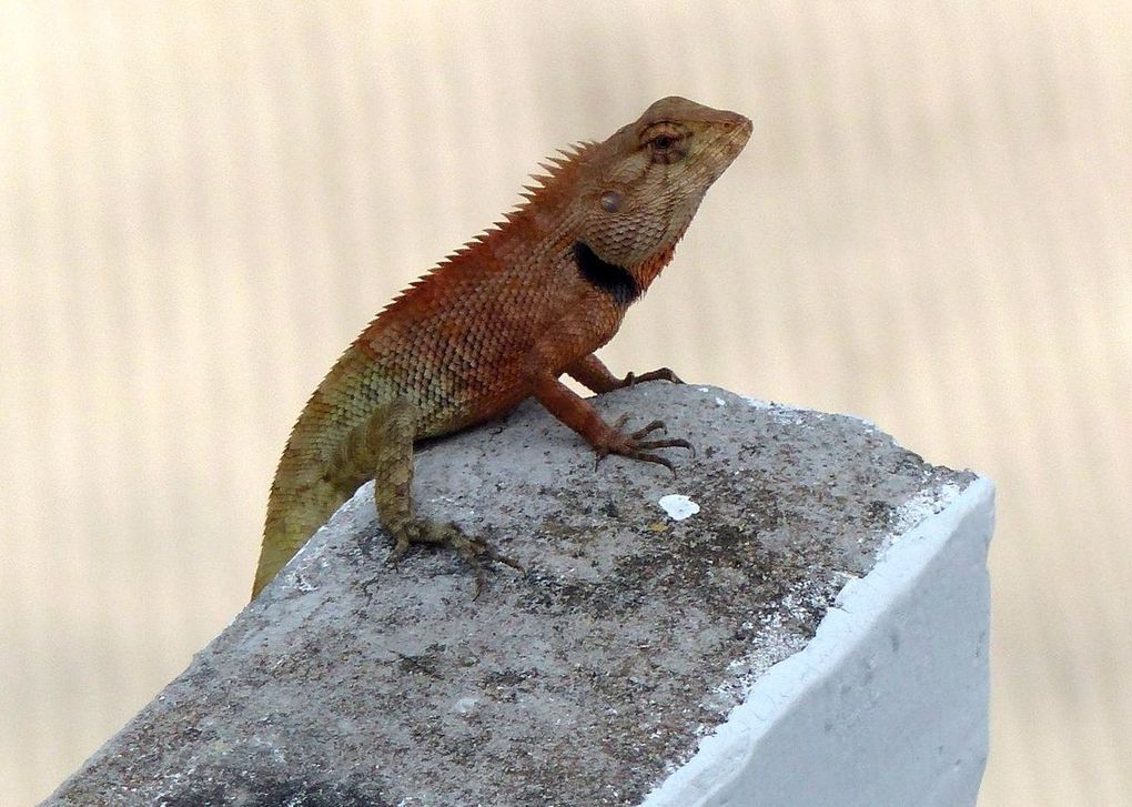 Un lézard qui aurait mal bronzé... ?