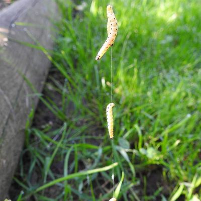 L'yponomeute du fusain