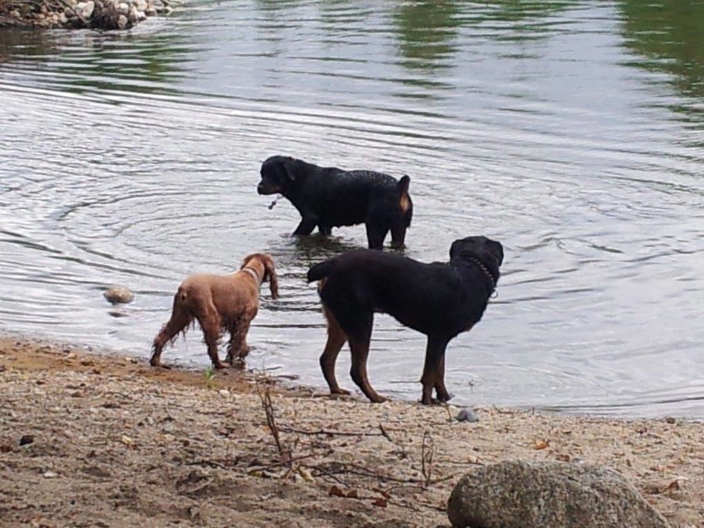 Quelques photos des sorties que nous avons faite. Chaque sortie est classée par date, avec les noms de chaque chien présents.