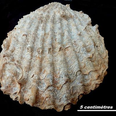 Mollusques Bivalves Ctenostreon.