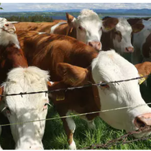 Coup dur pour les agriculteurs bio : l'UE insiste sur l'obligation de pâturage