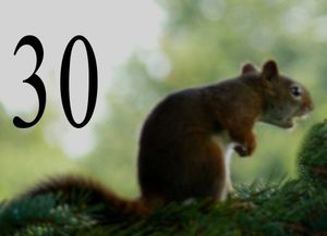 Discours pour l'écureuil-30