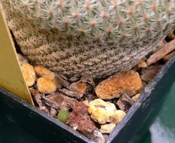 Semis de cactées et autres plantes succulentes. Semis volontaires ou spontanés.