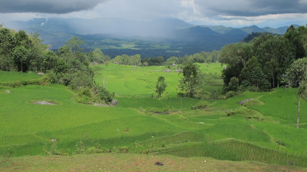 Album - 30---Centre-Sulawesi---Toraja