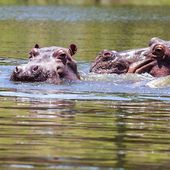 La justice américaine reconnaît la personnalité juridique des hippopotames de Colombie !