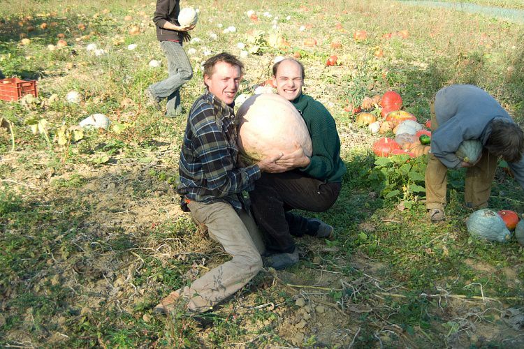 La récolte des courges