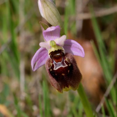 Ophrys x laurentii (bosco Collone, mars 2024)