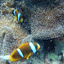 The great barrier reef vue d'en bas