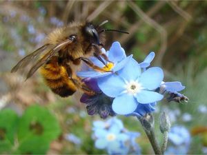 Association des Amis du Jardin Naturel