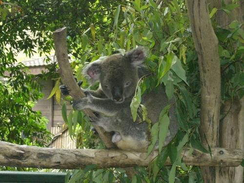 Hier die zweite Ladung an Bildern vom Australia Zoo sowie brandneu von der Lone Pine Koala Sanctuary - enjoy!!!!