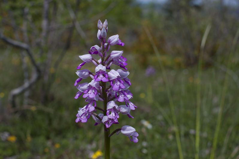 Quelques-unes des 250 fleurs observées en 2010