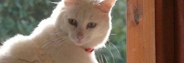 LES CHATS D’EGLANTINE De Yvonne Gabillet-Pernot