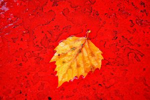 Scarlet leaf