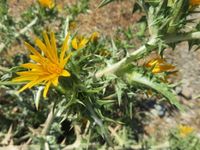  Plantes médicinales et aromatiques de Corse du Sud Juin 2017 