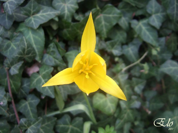 Une fleur jaune dont je n'ai pas le nom mais qui m'a fascinée...