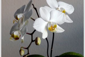 Phalaenopsis amabilis