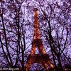 Paris sous les branches
