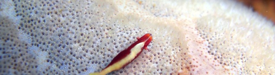 Crevette symbiotique variable (Periclimenes soror) sur une astérie culcita