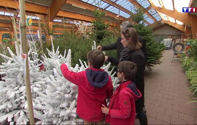 Comment prendre soin de son sapin de Noël ?