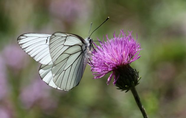 Papillons : Les piérides 