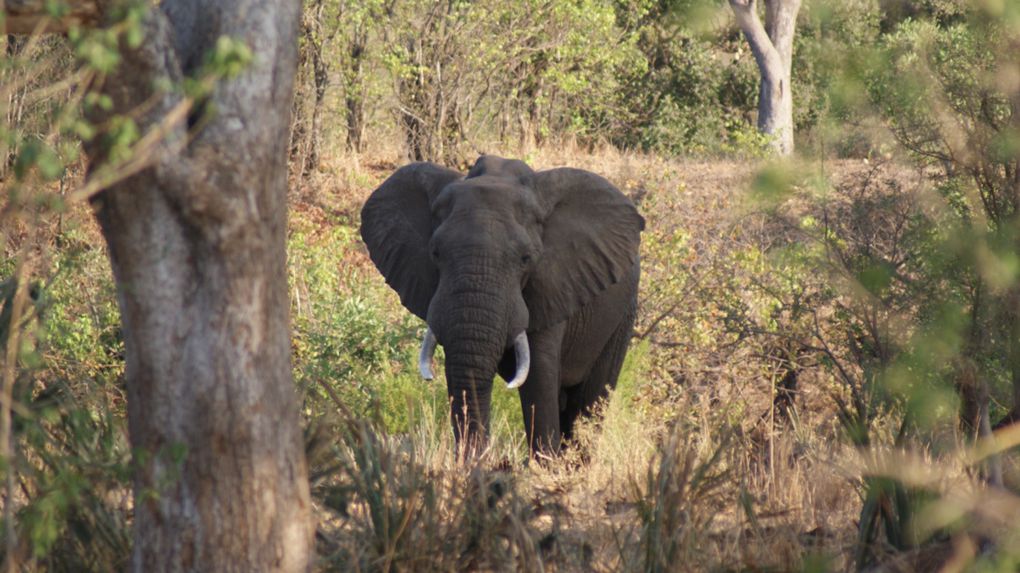 Album - Parc-Kruger