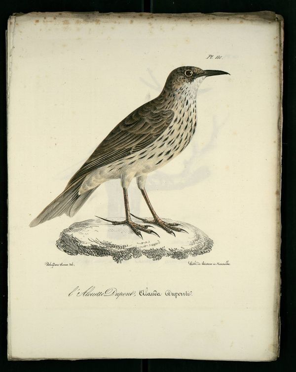 Gravures anciennes en couleur illustrations des oiseaux de Provence