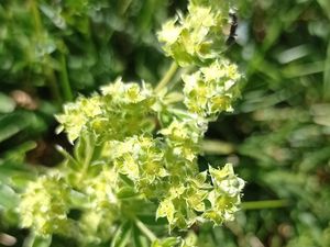 L'Alchemille des Alpes (Alchemilla alpina) Rosaceae