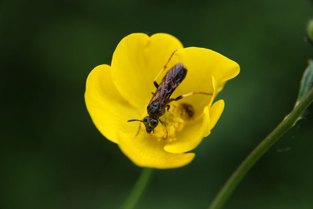 Quelques unes de mes photos en macro