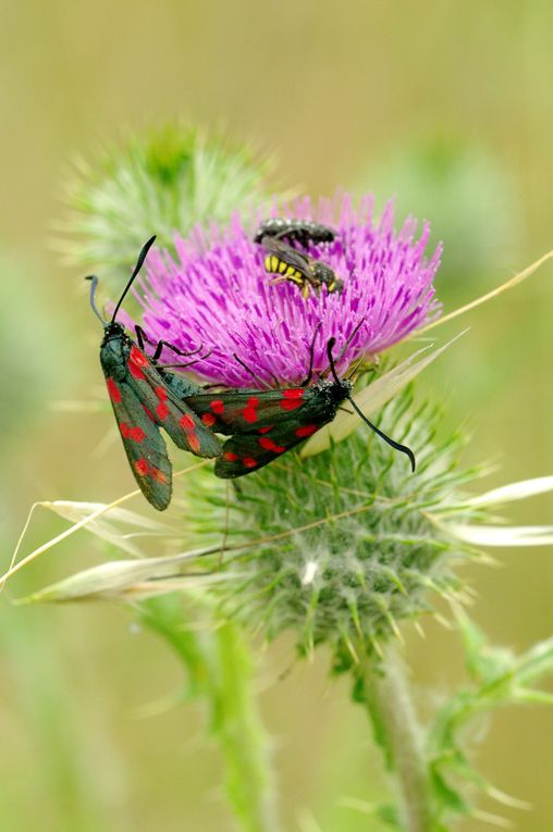 Album - Macro-Papillons