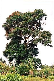 Les fleurs sont dûes aux diverses plantations  et boutures de Mica;