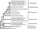 Taxonomie et évolution des Gymnocalycium