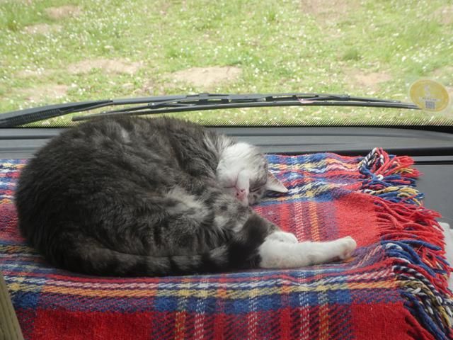 Chats d'Italie...
