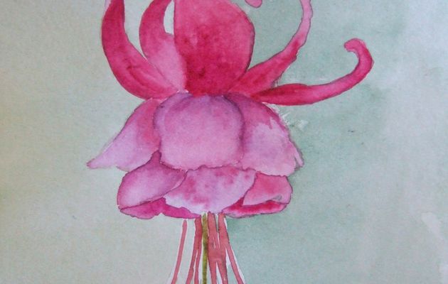 Fleur de fushia