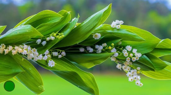 Bon 1er mai !