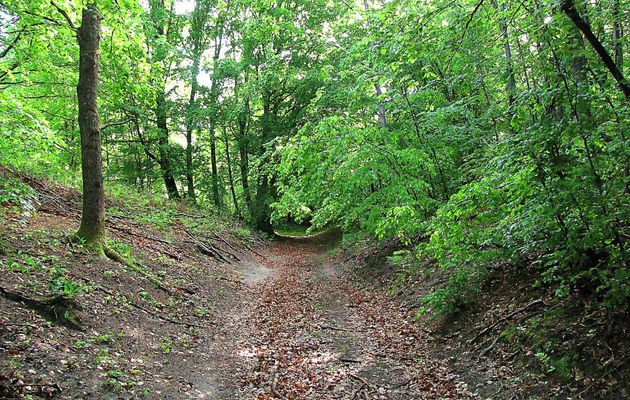 un Sentier (parcelles 98-100-101-102)