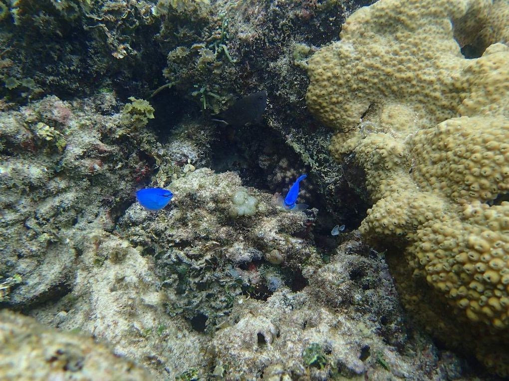 Les petites îles de la Sonde &quot;Gili Air, Gili Meno, Gili Trawangan&quot;