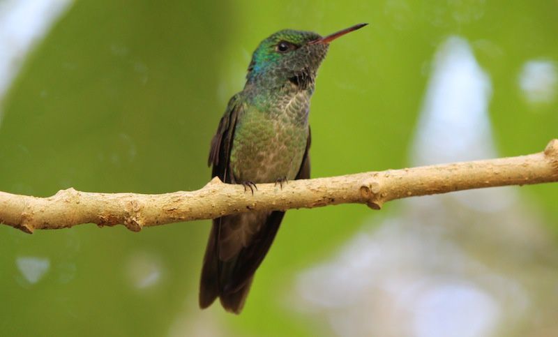 La park des Aves - Parc des oiseaux au Brésil