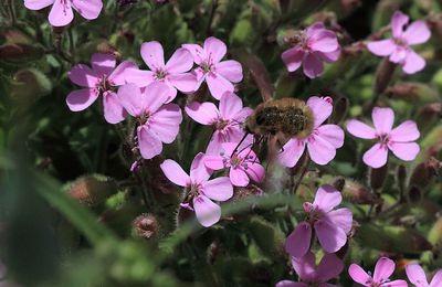 Dans mon jardin - Une drôle de bestiole