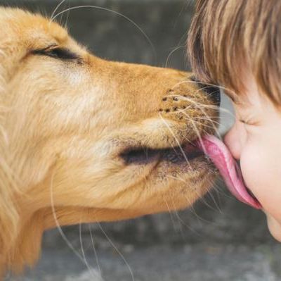 10 Mandamientos de un perro