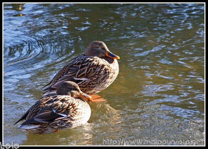 Album - photo-du-blog-11