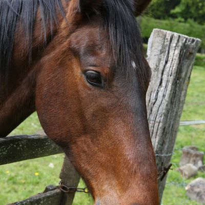 Beau comme un cheval