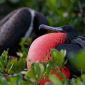 Frégate superbe - Fregata magnificens - Magnificent Frigatebird