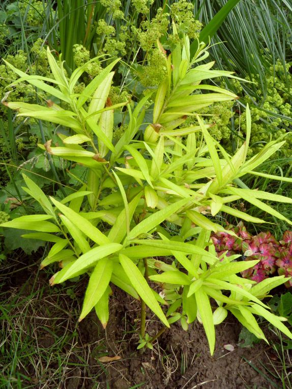 Les plantes et arbres à feuillage dore ou jaune. Golden foliage plants and yellow leaves.