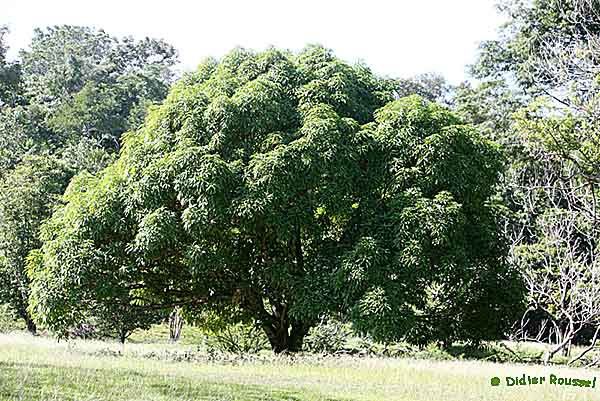 Album - Vegetation-et-paysage