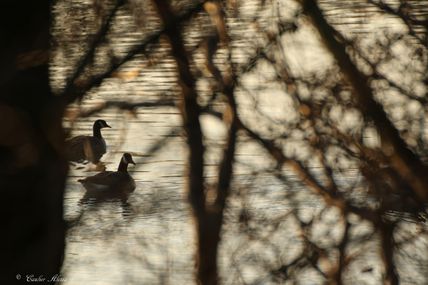 Bernache du Canada (Branta canadensis)